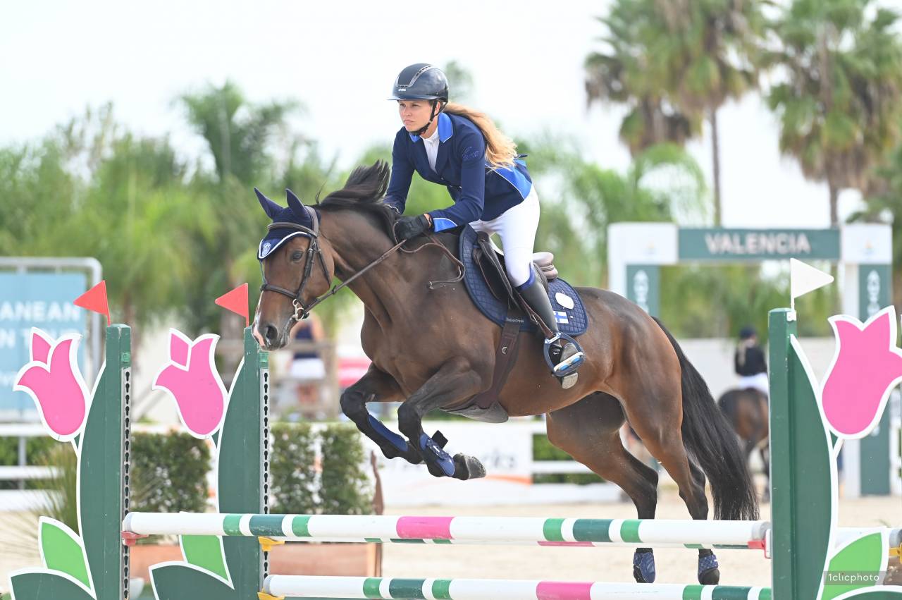 Merrie Selle Français Te koop 2017 Donker bruin / bai
