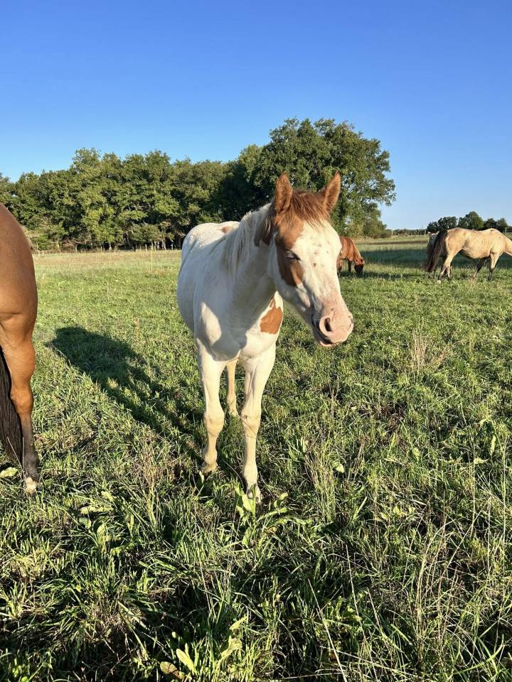 Veulen (vr) Paint Horse Te koop 2025 Tovero ,  Power Double Chex