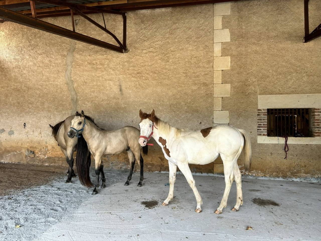 Veulen (vr) Paint Horse Te koop 2025 Tovero ,  Power Double Chex