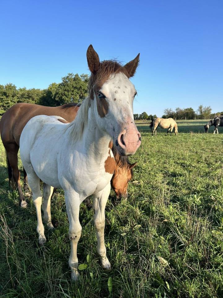 Veulen (vr) Paint Horse Te koop 2025 Tovero ,  Power Double Chex