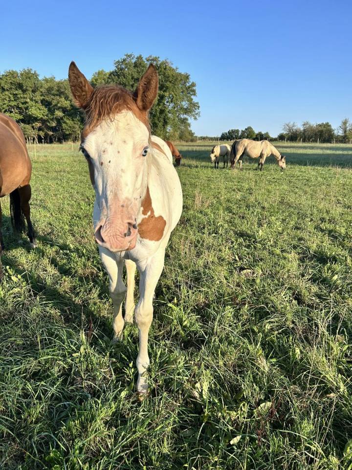 Veulen (vr) Paint Horse Te koop 2025 Tovero ,  Power Double Chex