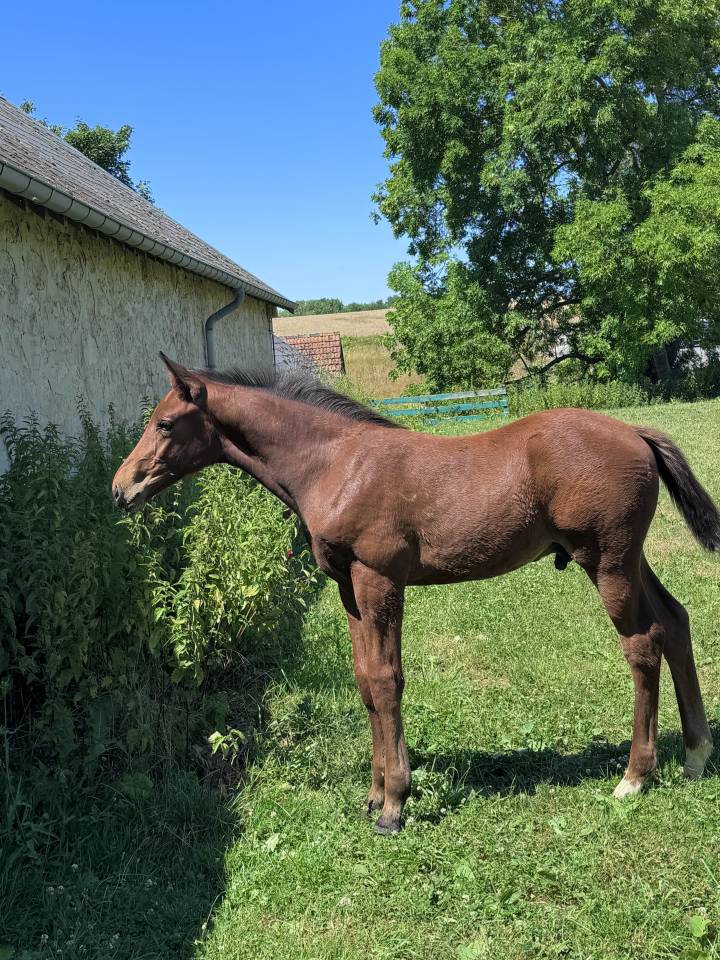 Veulen (ml) Selle Français Te koop 2025 Bruin / Bai