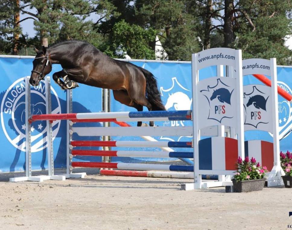 Veulen (vr) New Forest Te koop 2025 Bont