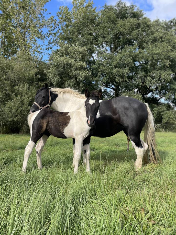 Veulen (vr) New Forest Te koop 2025 Bont