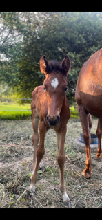 Veulen (vr) Selle Français Te koop 2025 Donker bruin / bai