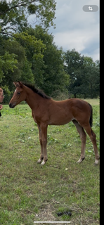 Veulen (vr) Selle Français Te koop 2025 Donker bruin / bai