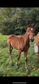 Veulen (vr) Selle Français Te koop 2025 Donker bruin / bai