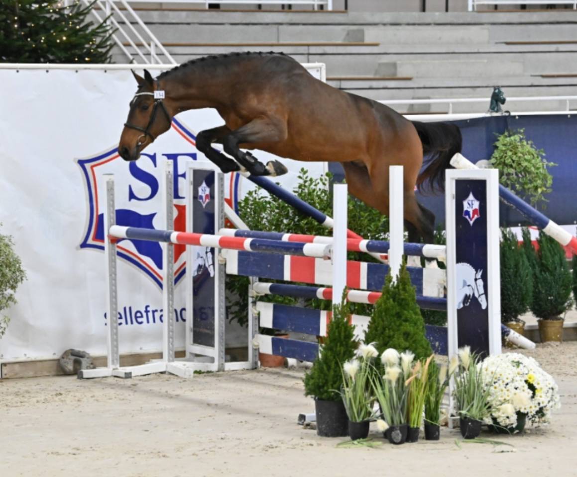 Veulen (vr) Selle Français Te koop 2025 Donker bruin / bai