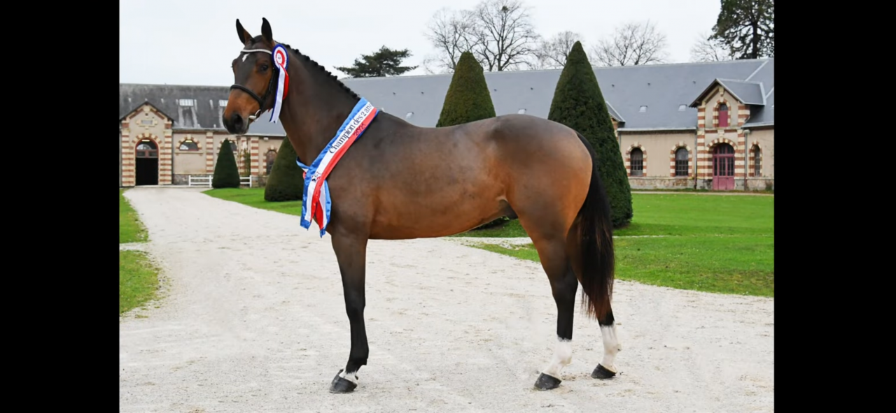 Veulen (vr) Selle Français Te koop 2025 Donker bruin / bai