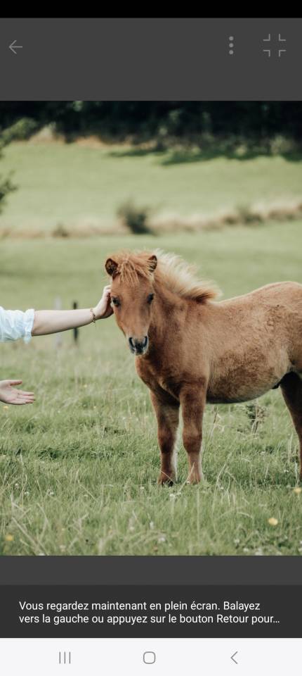 Veulen (ml) Shetland Te koop 2025 Vos ,  waston stjernens