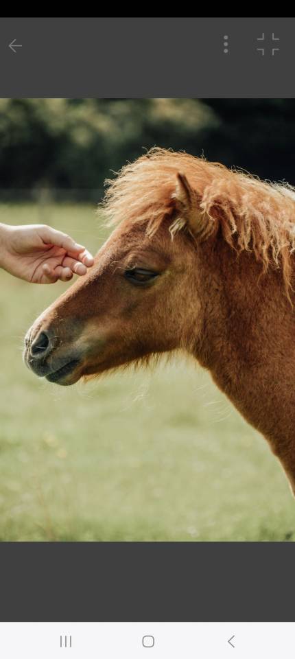 Veulen (ml) Shetland Te koop 2025 Vos ,  waston stjernens