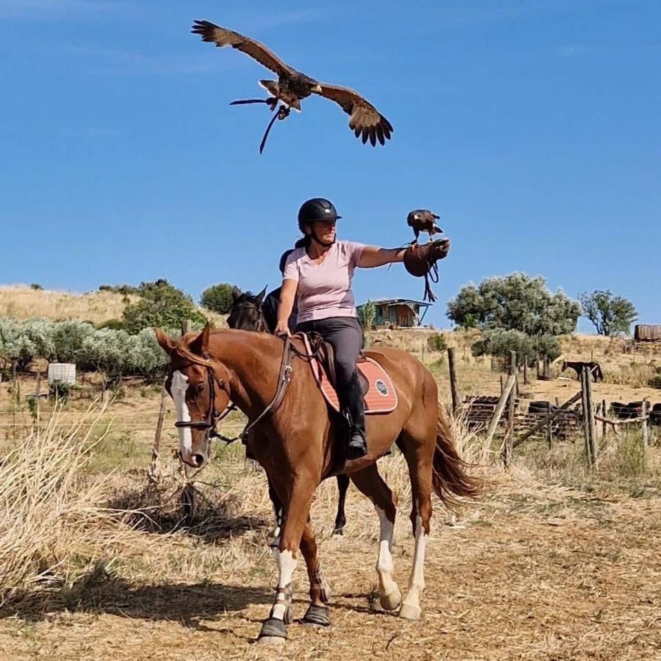 Ruin Selle Français Te koop 2015 Vos ,  KLOTAIRE DU MOULIN
