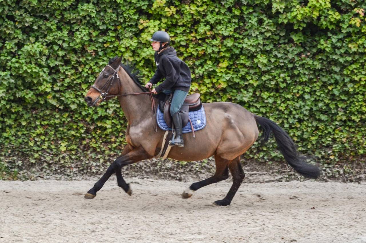 Merrie Franse draver  Te koop 2011 Donker bruin / bai