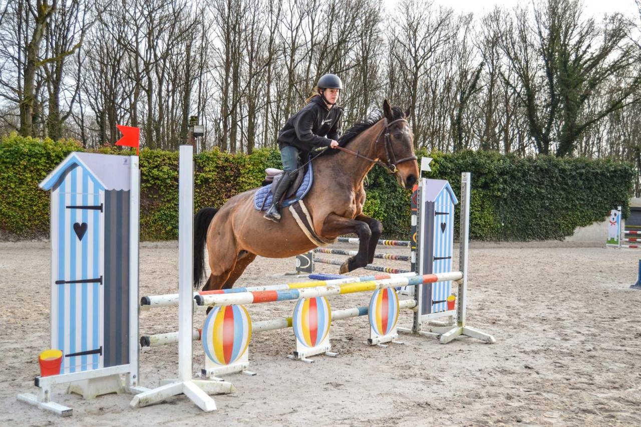 Merrie Franse draver  Te koop 2011 Donker bruin / bai