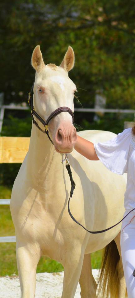 Veulen (vr) Lusitano Te koop 2022 Crème ,  ESPIRITO DA MATA