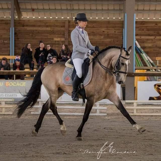 Veulen (vr) Lusitano Te koop 2022 Crème ,  ESPIRITO DA MATA