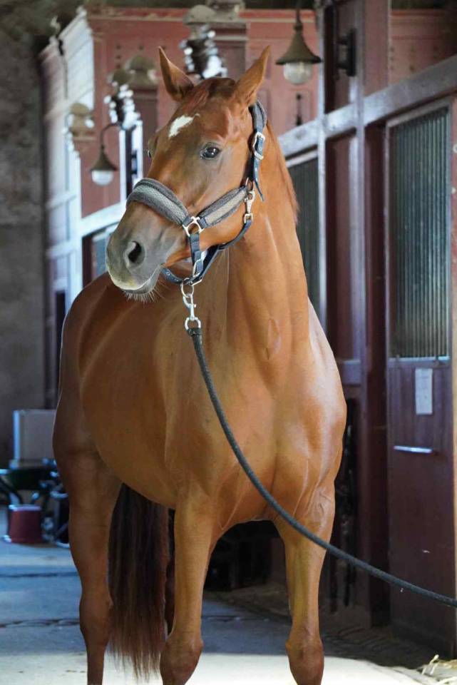 Merrie Selle Français Te koop 2018 Vos