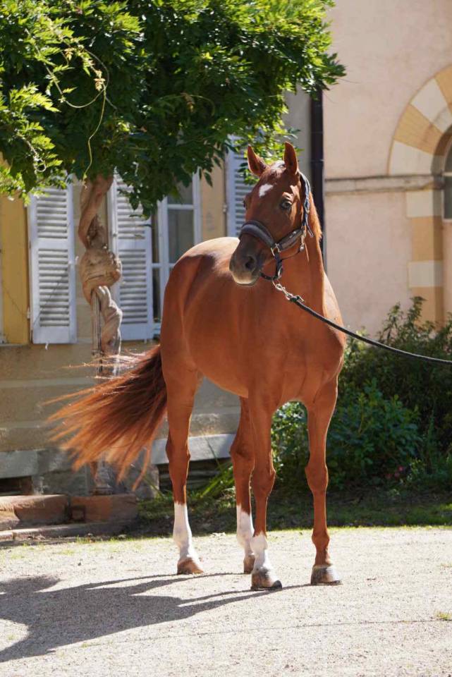 Merrie Selle Français Te koop 2018 Vos