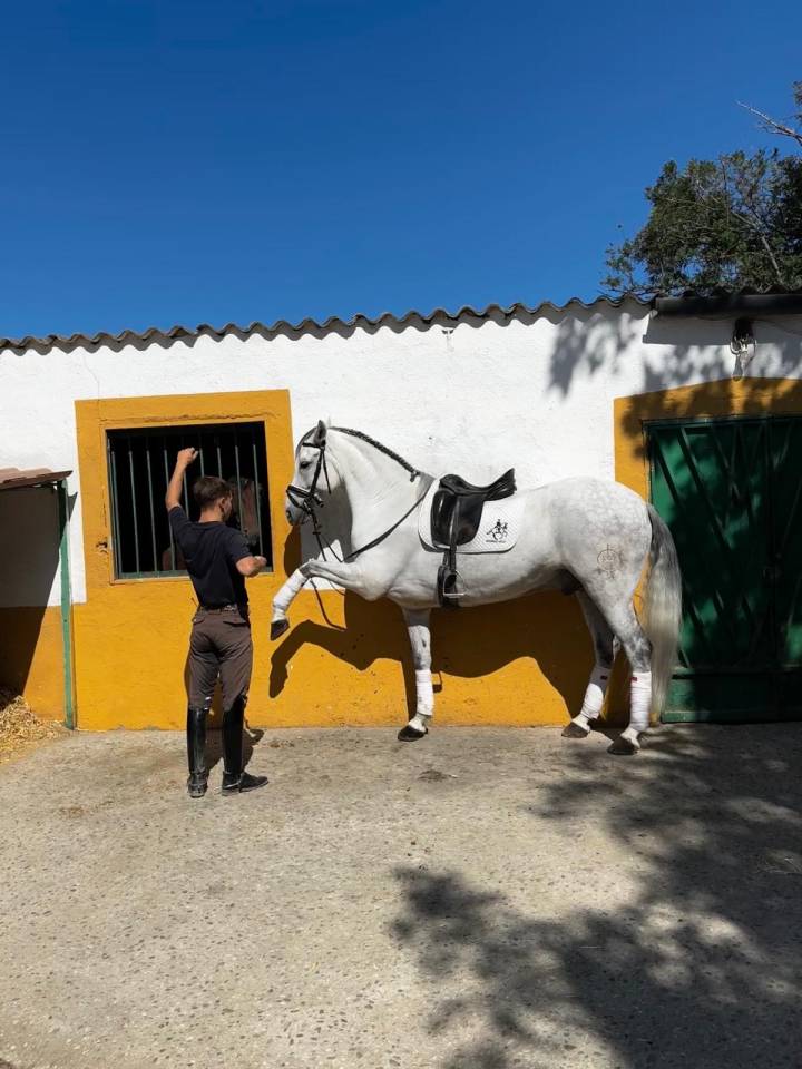 Ruin Ras onbekend Te koop 2015 Schimmel