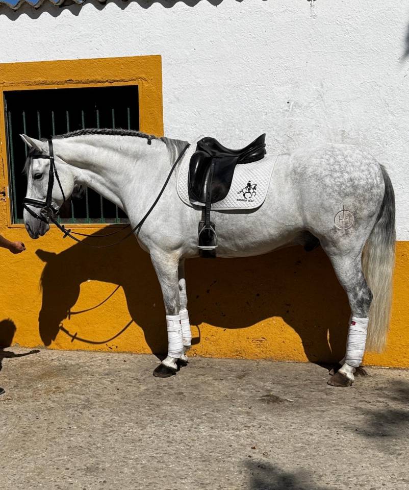 Ruin Ras onbekend Te koop 2015 Schimmel