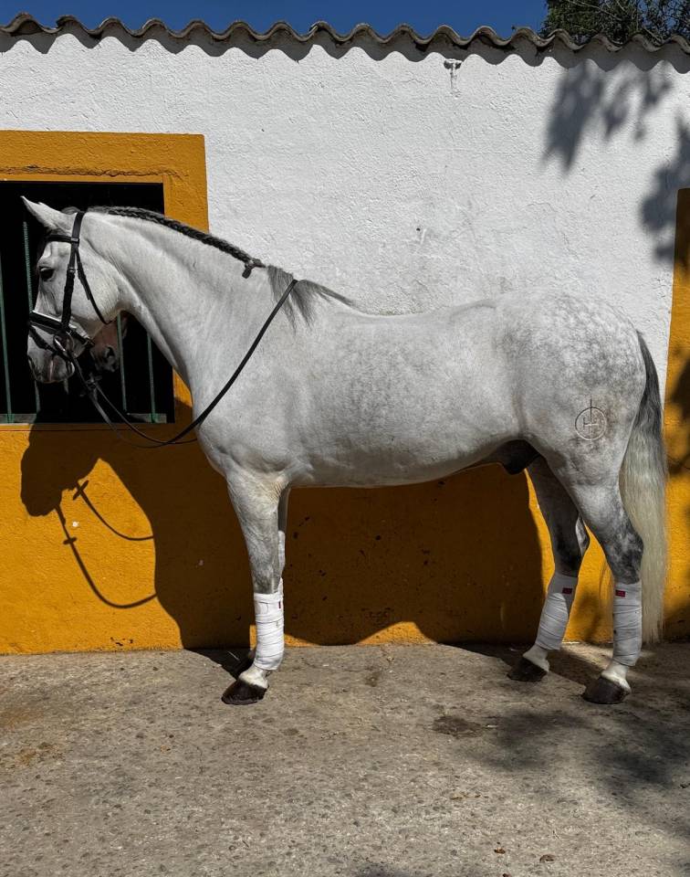 Ruin Ras onbekend Te koop 2015 Schimmel