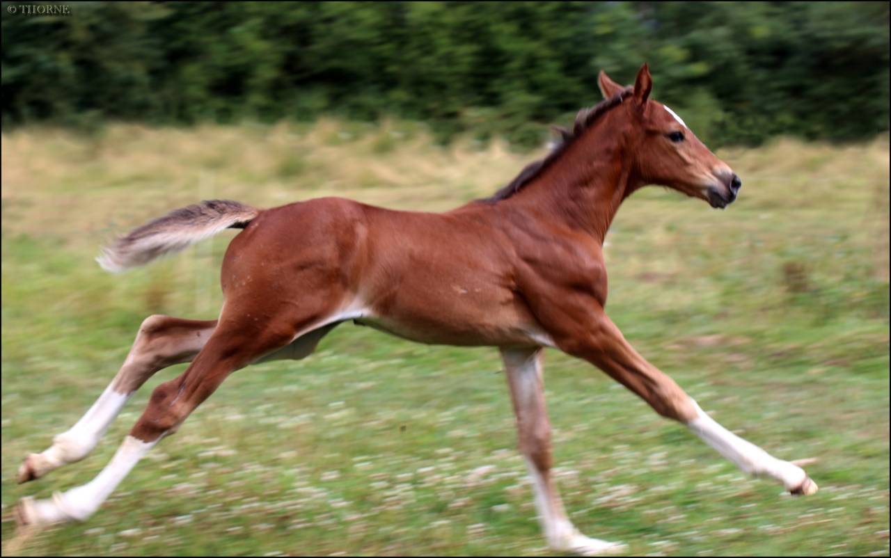 Veulen (vr) Selle Français Te koop 2025 Bruin / Bai ,  ESMERALDO