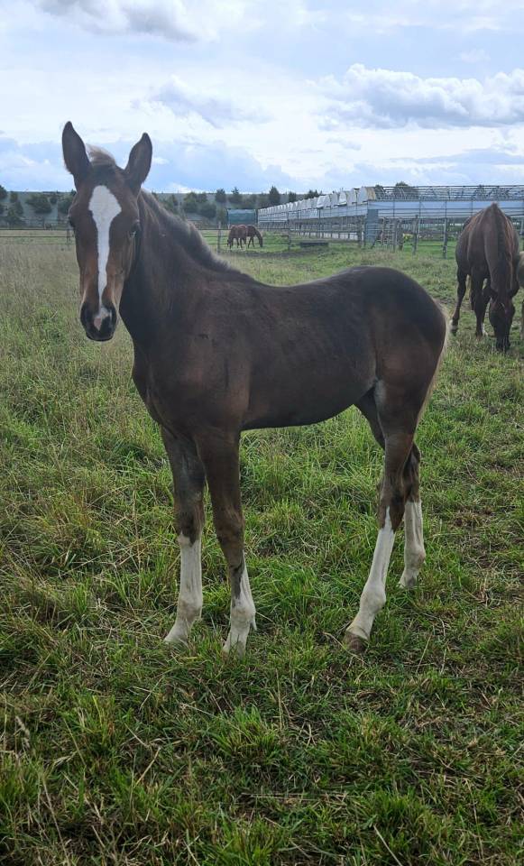 Veulen (vr) Selle Français Te koop 2025 Bruin / Bai ,  ESMERALDO