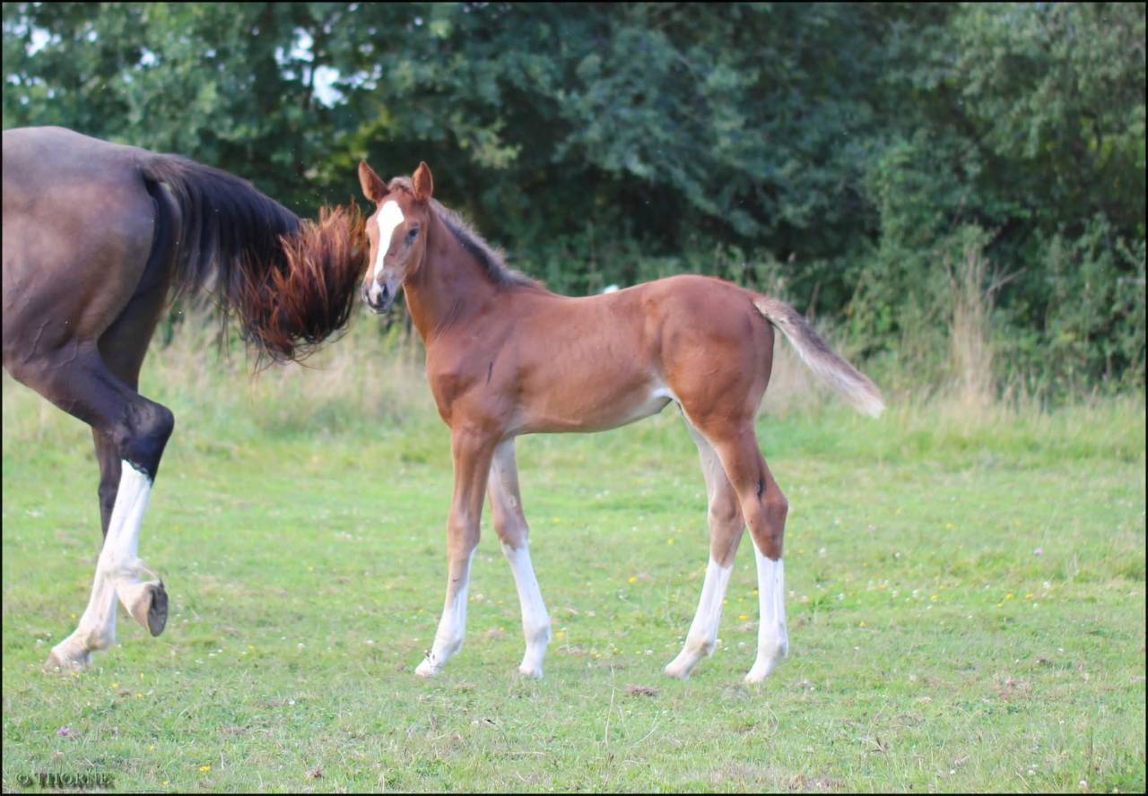 Veulen (vr) Selle Français Te koop 2025 Bruin / Bai ,  ESMERALDO
