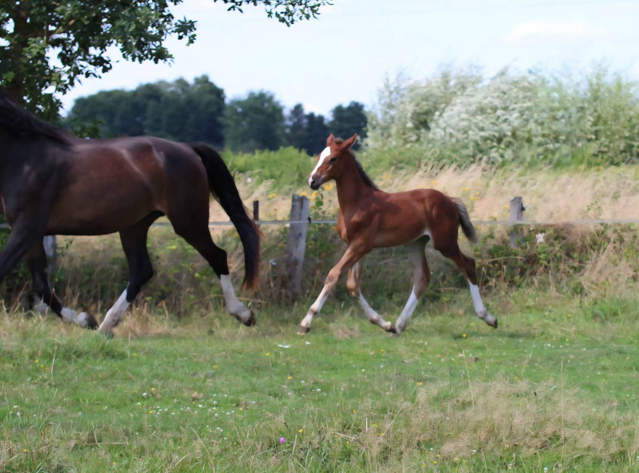 Veulen (vr) Selle Français Te koop 2025 Bruin / Bai ,  ESMERALDO