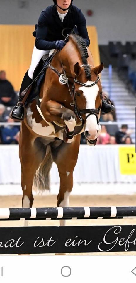 Veulen (vr) Selle Français Te koop 2025 Bruin / Bai ,  ESMERALDO