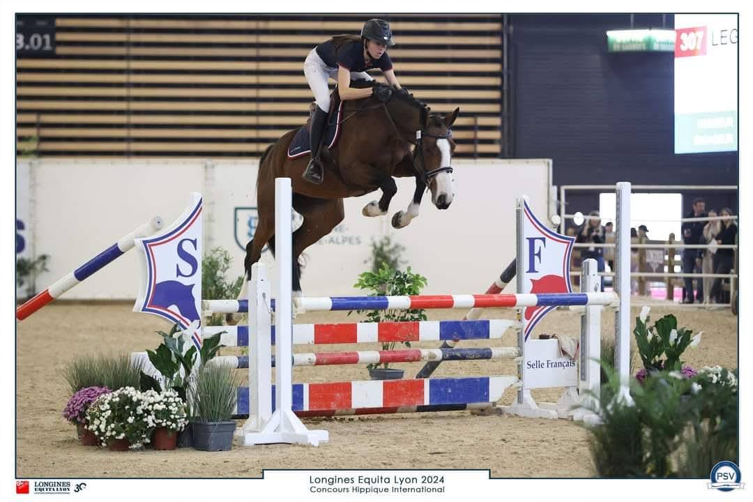 Veulen (vr) Selle Français Te koop 2025 Bruin / Bai ,  ESMERALDO