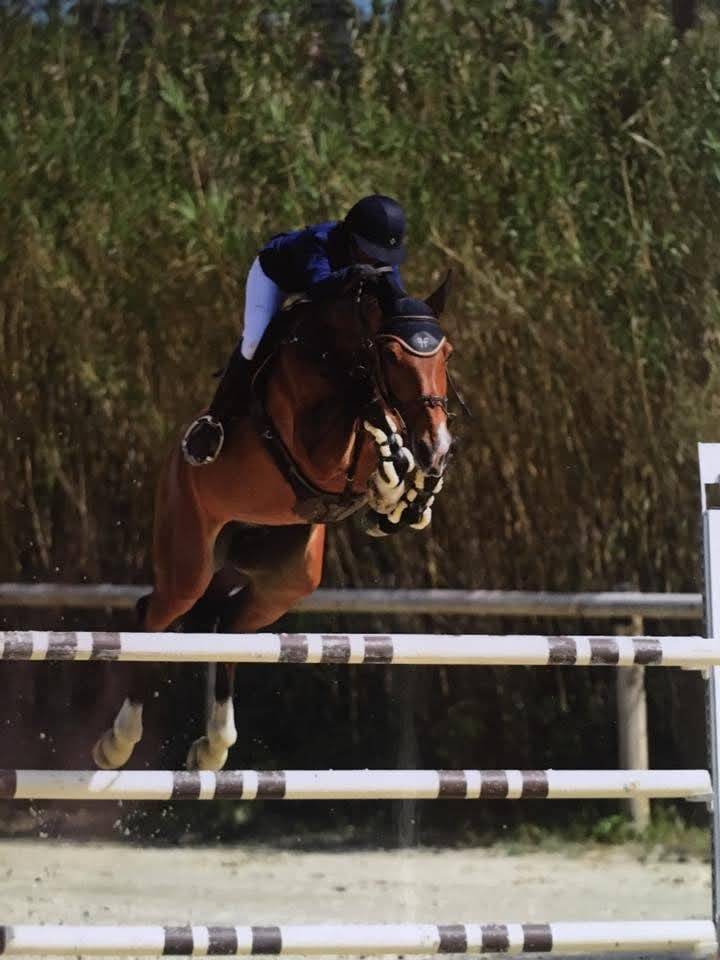 Veulen (vr) Selle Français Te koop 2025 Bruin / Bai ,  ESMERALDO