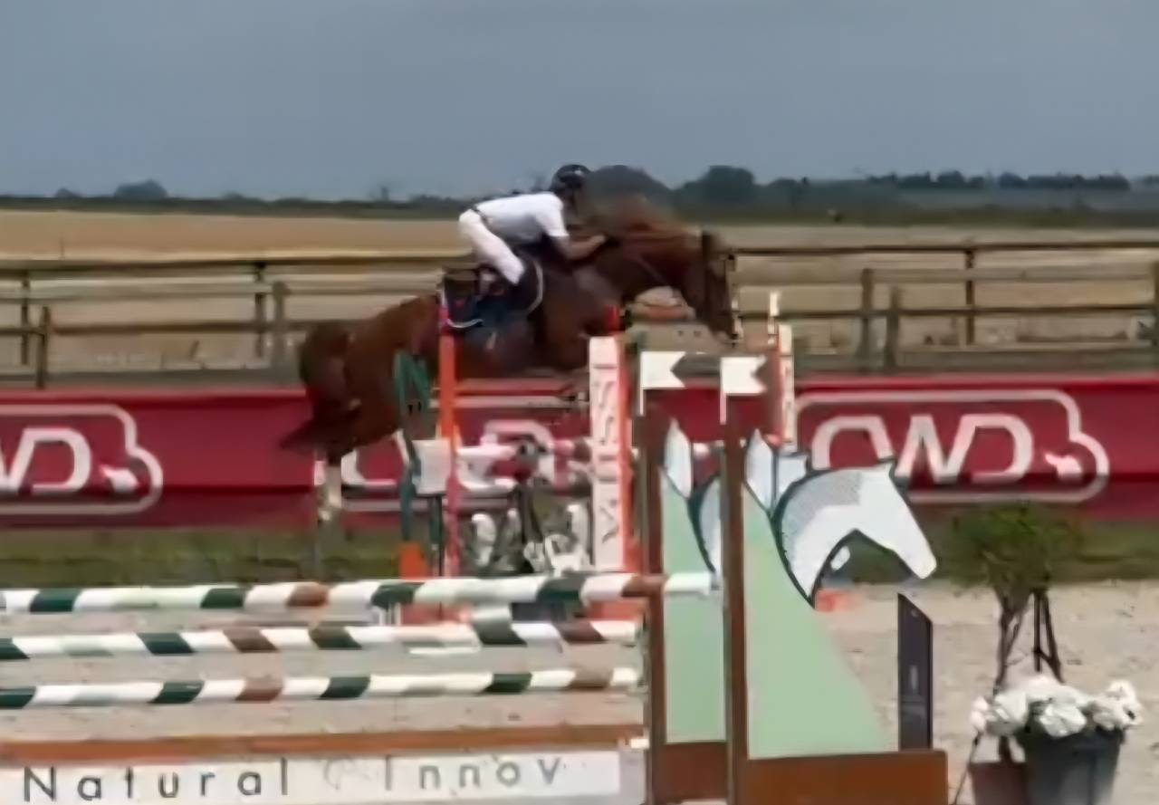 Veulen (vr) Selle Français Te koop 2025 Bruin / Bai ,  ESMERALDO