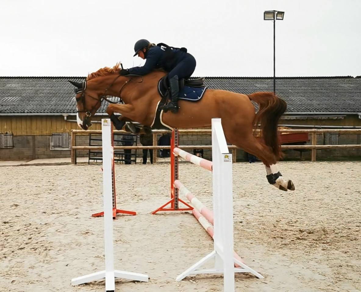 Veulen (vr) Selle Français Te koop 2025 Bruin / Bai ,  ESMERALDO