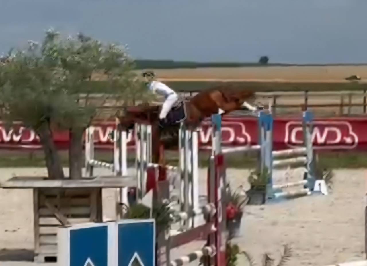 Veulen (vr) Selle Français Te koop 2025 Bruin / Bai ,  ESMERALDO