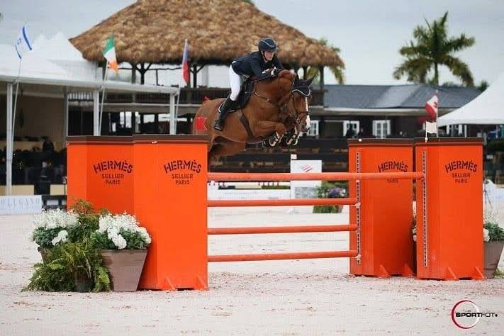 Veulen (vr) Selle Français Te koop 2025 Bruin / Bai ,  ESMERALDO