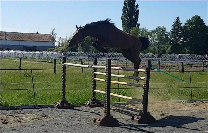 Veulen (vr) Selle Français Te koop 2025 Bruin / Bai ,  ESMERALDO