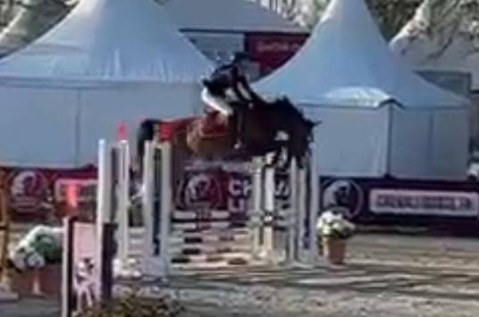 Veulen (vr) Selle Français Te koop 2025 Bruin / Bai ,  ESMERALDO