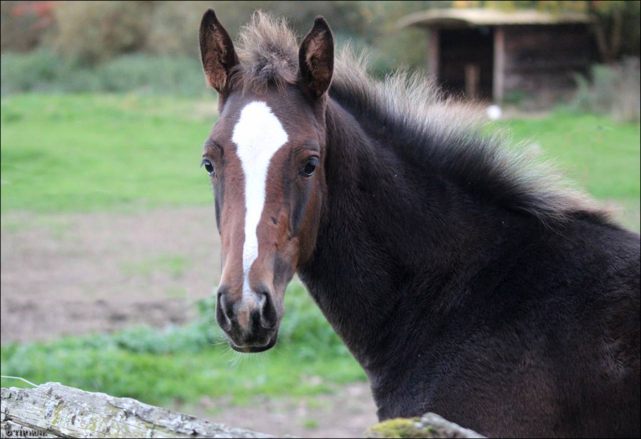 Veulen (vr) Selle Français Te koop 2025 Bruin / Bai ,  ESMERALDO