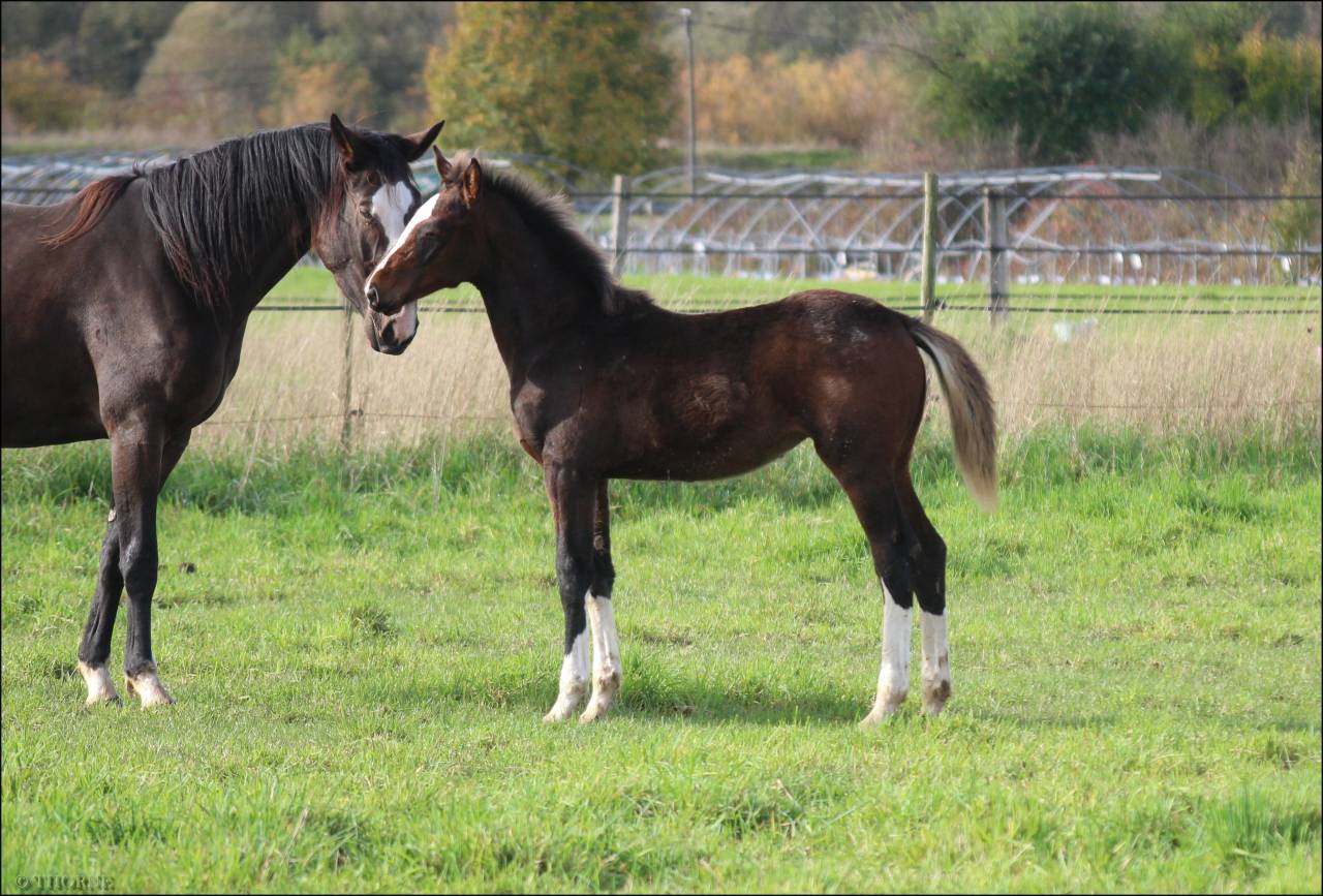 Veulen (vr) Selle Français Te koop 2025 Bruin / Bai ,  ESMERALDO