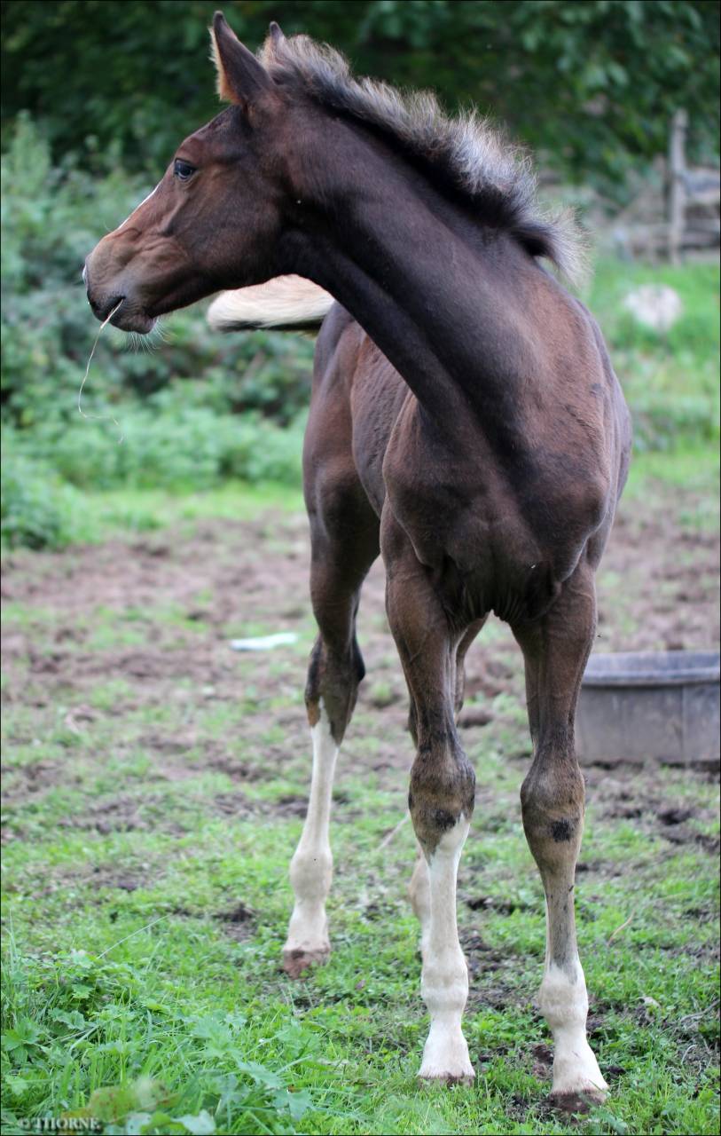Veulen (vr) Selle Français Te koop 2025 Bruin / Bai ,  ESMERALDO