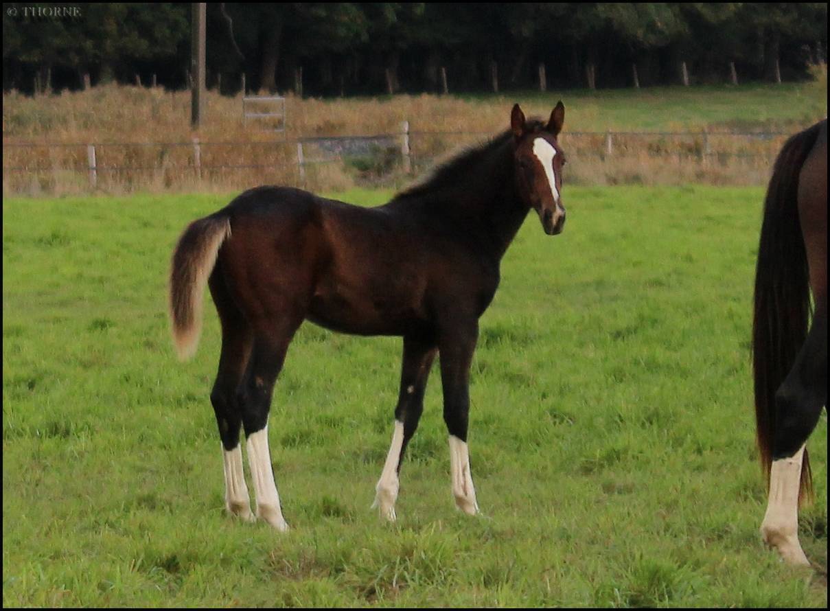 Veulen (vr) Selle Français Te koop 2025 Bruin / Bai ,  ESMERALDO
