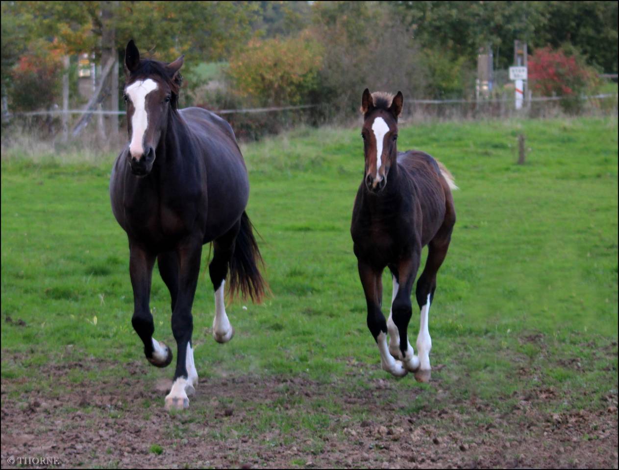 Veulen (vr) Selle Français Te koop 2025 Bruin / Bai ,  ESMERALDO