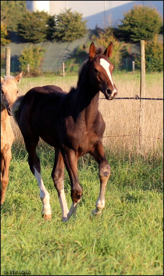 Veulen (vr) Selle Français Te koop 2025 Bruin / Bai ,  ESMERALDO