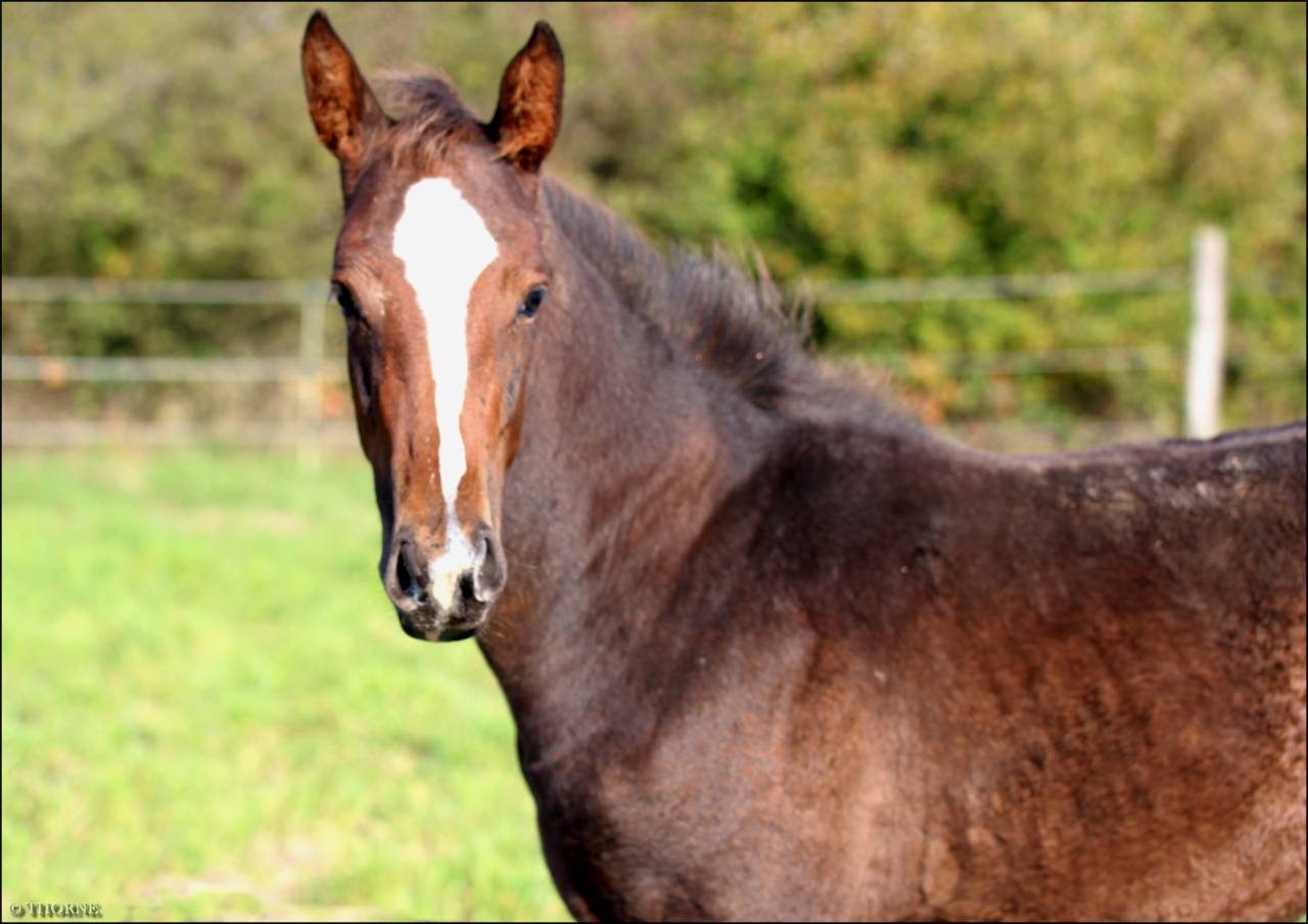 Veulen (vr) Selle Français Te koop 2025 Bruin / Bai ,  ESMERALDO