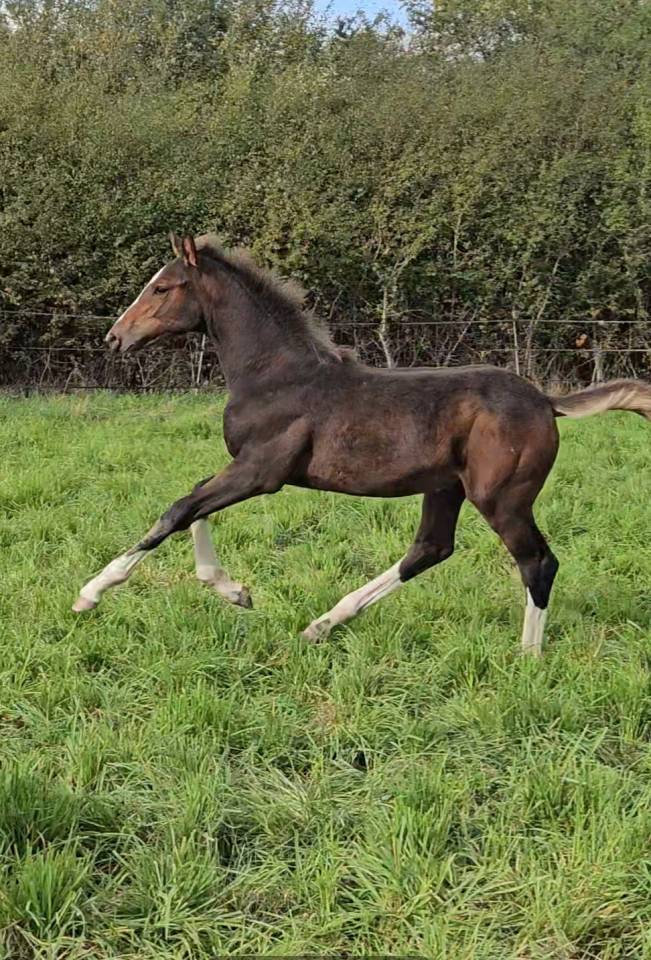 Veulen (vr) Selle Français Te koop 2025 Bruin / Bai ,  ESMERALDO