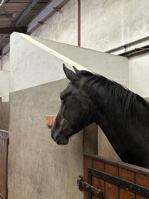 Merrie Bekend ras Te koop 2022 Schimmel