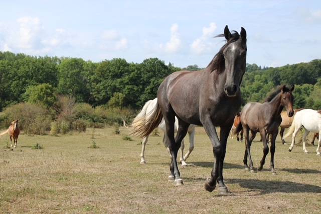 Merrie Bekend ras Te koop 2022 Schimmel