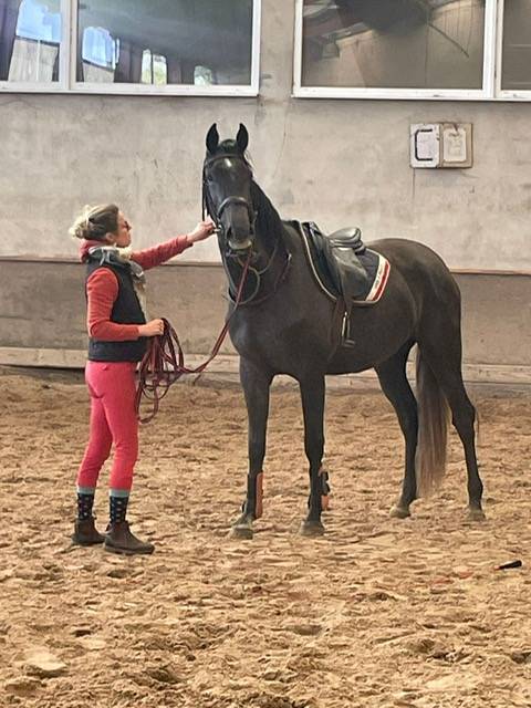 Merrie Bekend ras Te koop 2022 Schimmel