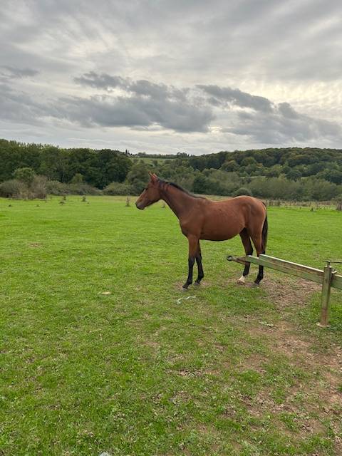 Merrie Selle Français Te koop 2024 Donker bruin / bai ,  j'accuse boismargot